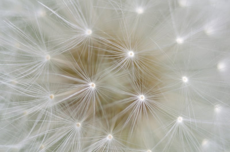 Dandelion Courage